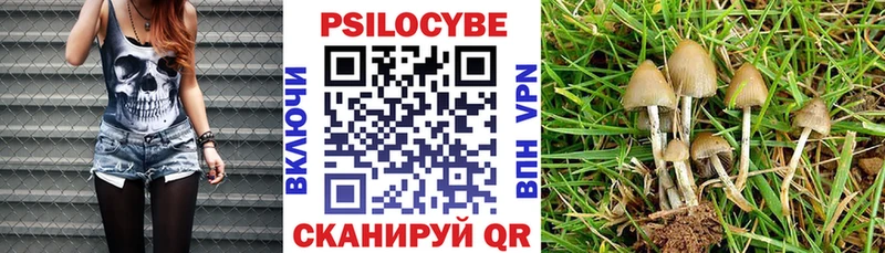где купить   Пыть-Ях  Псилоцибиновые грибы Psilocybe 